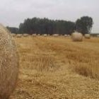 El precio de los cereales se ha disparado este año