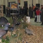 El museo de la fauna presentó a varios urogallos en Boñar
