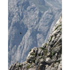 Naturaleza inmensa enlos Picos de Europa, sobrevoladospor un quebran-tahuesos.