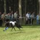 Carrera de galgos ingleses en la modalidad de 500 metros ayer, en Coyanza