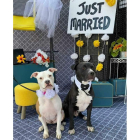 Foto de dos perros que participaron en el evento anterior en Illinois. DANIEL DUSTY