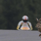 Una liebre cruza la pista de Spielberg, durante los entrenamientos de hoy del GP.