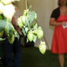 La flor del lúpulo en la Feria del Lúpulo y la Cerveza de Carrizo