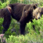 Un oso herido por un lazo localizado por la FOP en los montes entre León y Asturias.