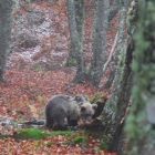 Dos osos en la vertiente leonesa de la cordillera. JCYL