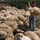 Decenas de cadáveres de ovejas se amontonaban a la orilla del embalse del Esla tras el ataque
