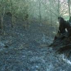 El incendio causado por la joven disminuida arrasó diez hectáreas de monte