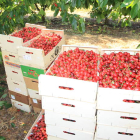 Cerezas recogidas en el Bierzo en una de las últimas campañas puestas en el mercado