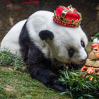 La osa panda Basi, en enero, durante su ultima fiesta de cumpleaños