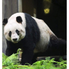 La osa Jia Jia, en el parque de atracciones de Hong Kong. EFE
