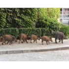 Una piara de jabalís se pasea por el centro de Torrelodones.