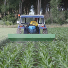 Un agricultor trabaja en su finca de maíz.
