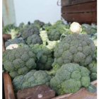 Productos hortícolas de León.