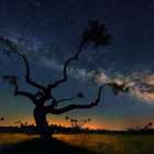 La silueta de un roble contra un cielo en el que puede apreciarse claramente la Vía Láctea.