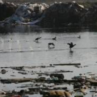 Varias aves sobrevuelan una laguna contaminada con restos de basuras