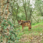 Un lobo en un bosque de la provincia de León