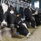 Los costes de explotación suben de nuevo para las granjas de vacuno de leche. RAMIRO