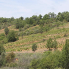 Congosto, San Miguel, Almázcara y Cobrana delimitan una zona geográfica muy interesante para la producción de mencía.