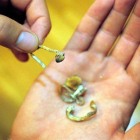Con esa designación, tanmbién se permite el estudio de los hongos psilocibios con propósitos médicos, algo que alguna vez era tabú ante los ojos del público en general.