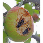 Fruta afectada por este tipo de insecto. ANA F. BARREDO