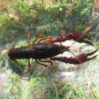 Ejemplar de cangrejo rojo, una especie de interés para muchos aficionados a la pesca. DL.