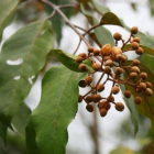 Un ejemplar de Vismia baccifera.