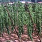 Una plantación de lúpulo en la provincia de León, en una imagen de archivo