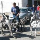 Una gran variedad de perros participó ayer en el concurso canino