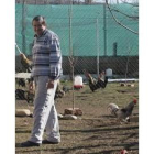 Tomás Gil, junto a sus gallos de pluma en la granja de La Cándana