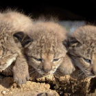 Tres cachorros de lince ibérico, en una fotografía de archivo. EFE