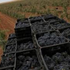 Tareas de recolecta de uva en viñedos de la asociación de vinos de calidad Tierras de León
