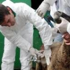 Un veterinario aplica una vacuna a una oveja en prevención contra la infecciosa lengua azul