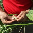 Un cultivador muestra las semillas de la planta tropical que se ha instalado como una plaga en la ve