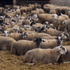 Rebaño de ovejas en el Alt Empordà.