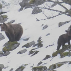 Ejemplares de la especia en un paraje nevado. FOP