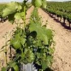 Los viñedos representan una extensión importante en varias zonas, como en la Ribera del Duero