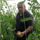 Fernando Olmo, entre las hileras de tomate de uno de sus invernaderos.