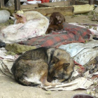 Muchos perros son abandonados sin comida ni bebida, en condiciones deplorables.