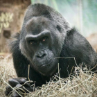 Colo, una hembra de gorila de llanura, en las instalaciones del zoo de Columbus, en una imagen del año 2015.