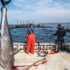 Pescadores gaditanos en el puerto tras la pesca de atún rojo.
