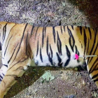 El cadáver de la tigresa Avni.