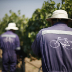 Los trabajadores de la finca Santa Elisa, en la localidad chilena de Chimbarongo. MARIO RUIZ