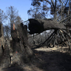 El incendio calcinó en agosto cerca de doce mil hectáreas de trece pueblos del Teleno.