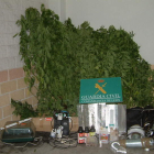 Las plantas de marihuana y el material incautado a los dos detenidos en Cueto.