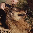 El lobo es una de las especies cinegéticas de caza mayor más apreciadas y valoradas.