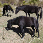 Los caballos conviven en la zona con otras especies desde hace varios meses. CAMPOS