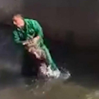 Los animalistas identifican al autor del matrato a un jabalí.
