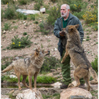 El biólogo Carlos Sanz, junto a algunos de los lobos del centro sanabrés. EDUARDO MARGARETO