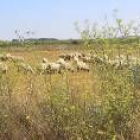 El ganado lanar pasta en las rastrojeras, que previsiblemente serán envenenadas contra los topillos
