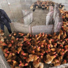 Pollos en un mercado en Nanjing, China.